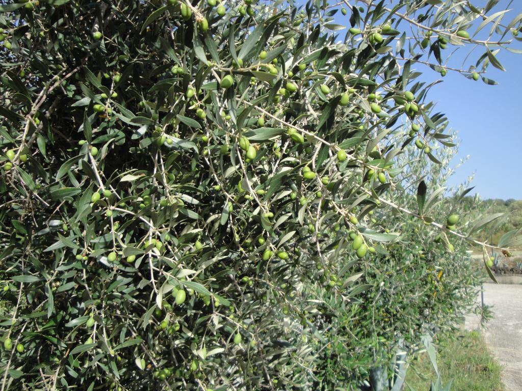 Il Poggio Del Cilento Country House Agropoli Extérieur photo